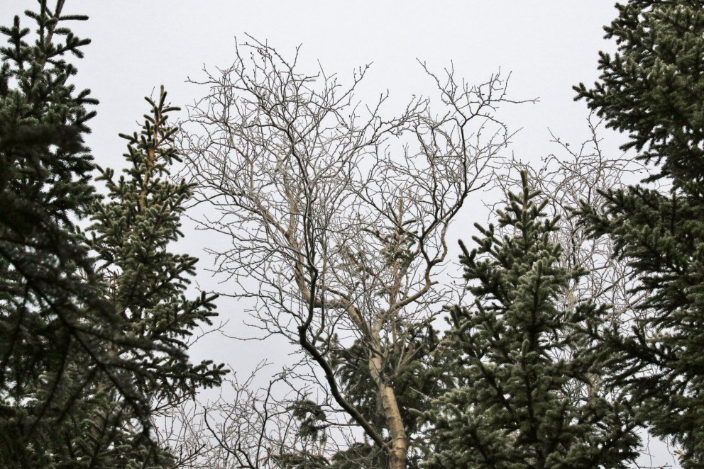 Isländischer Wald im Winter.  Foto: Pétur Halldórsson