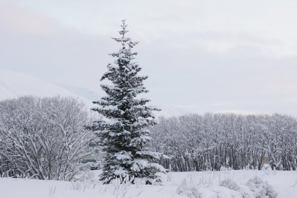 Wo bekomme ich einen Weihnachtsbaum?