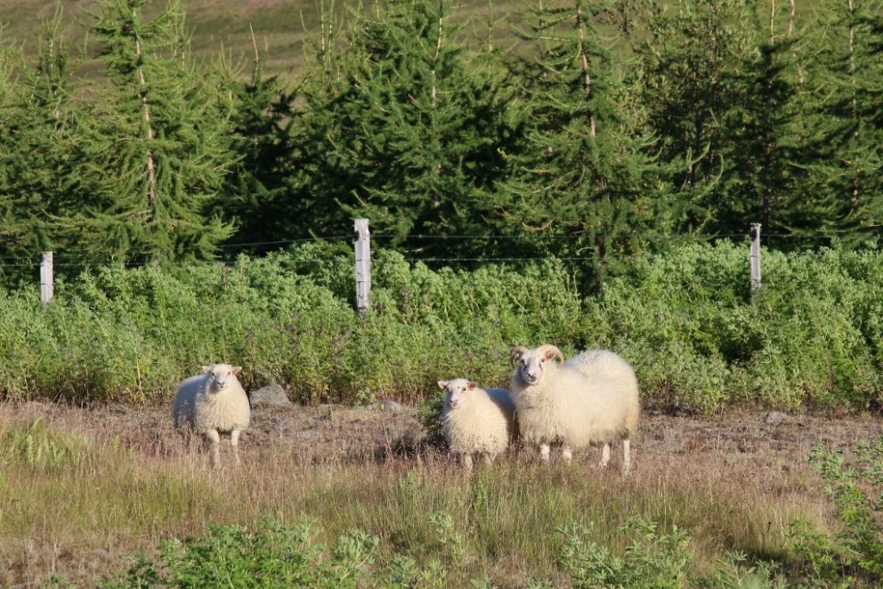 Schafhaltung und Forstwirtschaft sind Landwirtschaftszweige, die sehr gut zusammenpassen.  Die Forstwirtschaft kann Schafe unterstützen...