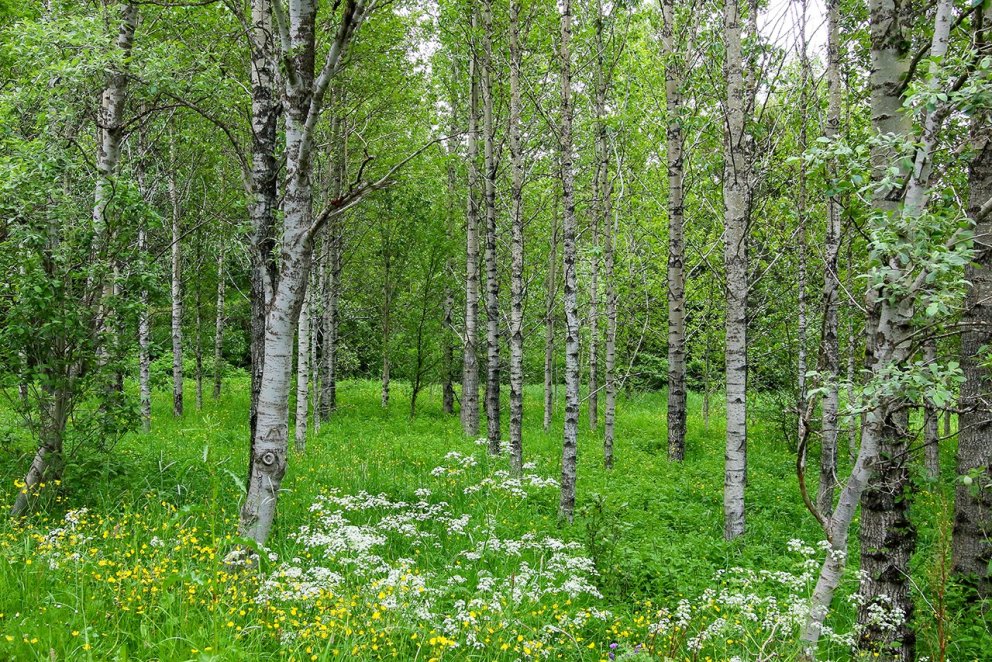 Espenwälder sind hell und haben oft ein reiches und vielfältiges Unterholz.  Foto: Pétur Halldó...