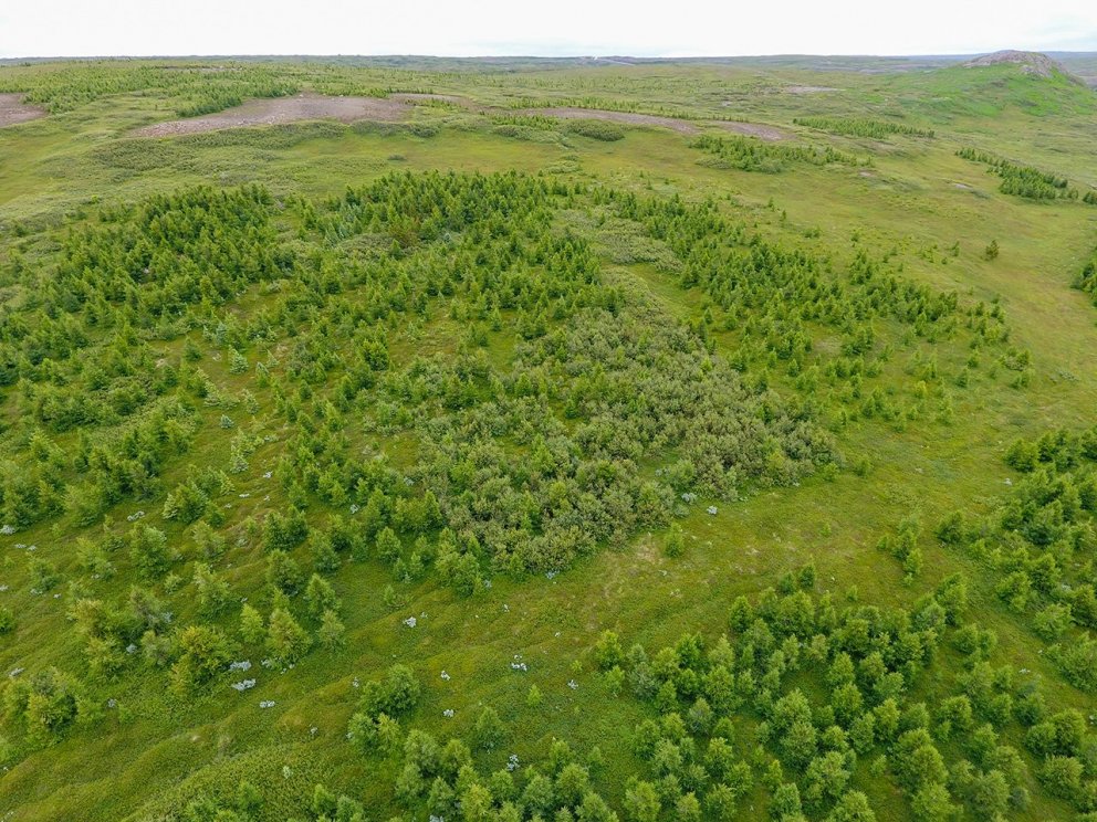 Das Waldgebiet auf Brekka im Sommer 2022 aus der Luft fotografiert. Die gesamte Vegetation ist in vollem Gange und die üppige…