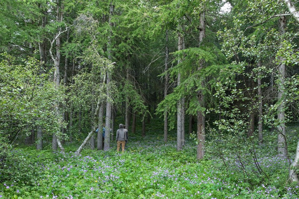 Ein Wald in Island.  Foto: Pétur Halldórsson