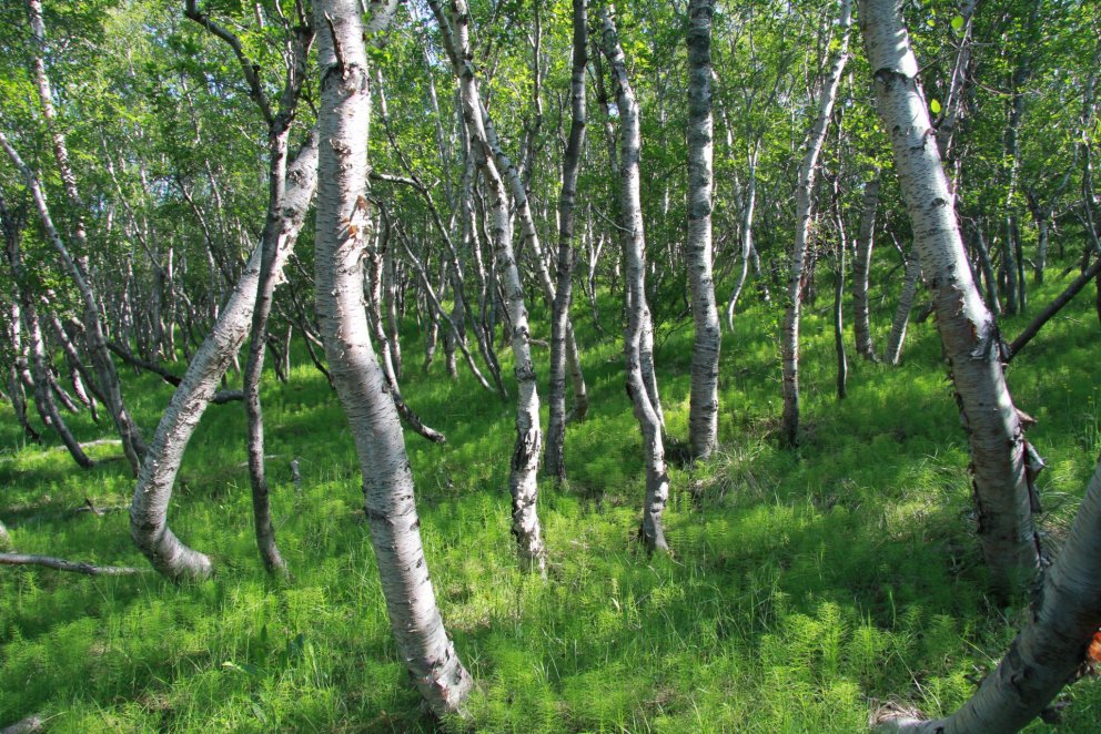 Wilder isländischer Birkenwald.  Foto: Pétur Halldórsson