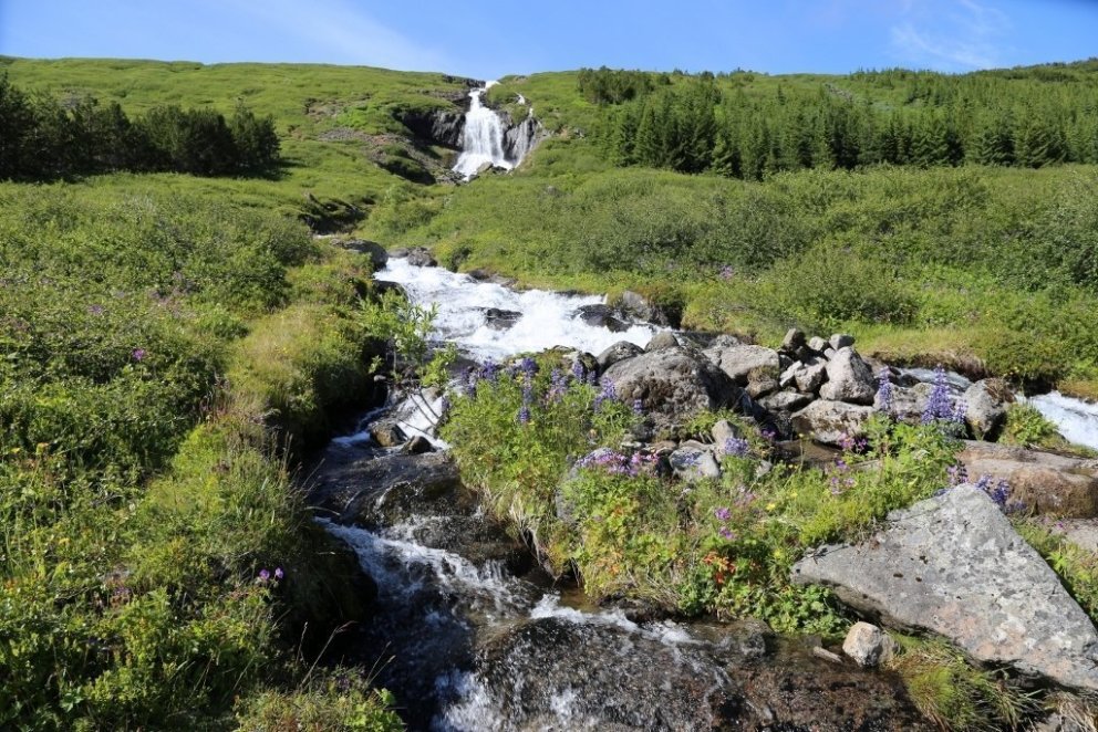 Von Tunguskógi in Skutulsfjörður.  Foto: Áskell Þórisson