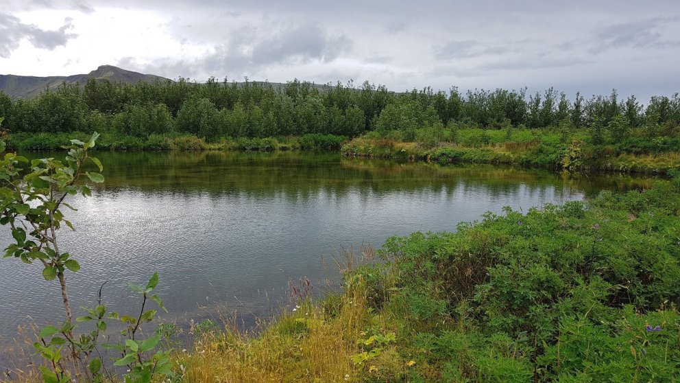 Aus Simons Wald in Dalsseli.  Foto: Hreinn Óskarsson