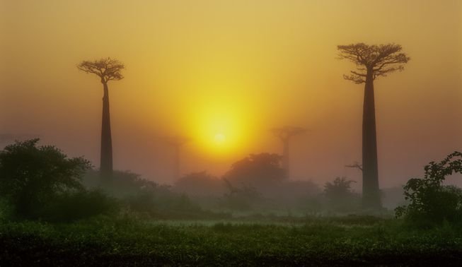 Baobab-Bäume gehören zu den unzähligen Lebewesen der Trockenwälder der Erde, die oft übersehen werden.  Bild: R…