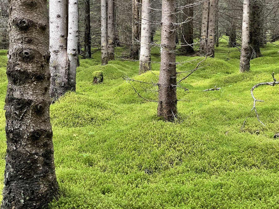 Ein moosiger Waldboden in einem isländischen Wald.  Foto: Thråstur Eysteinsson