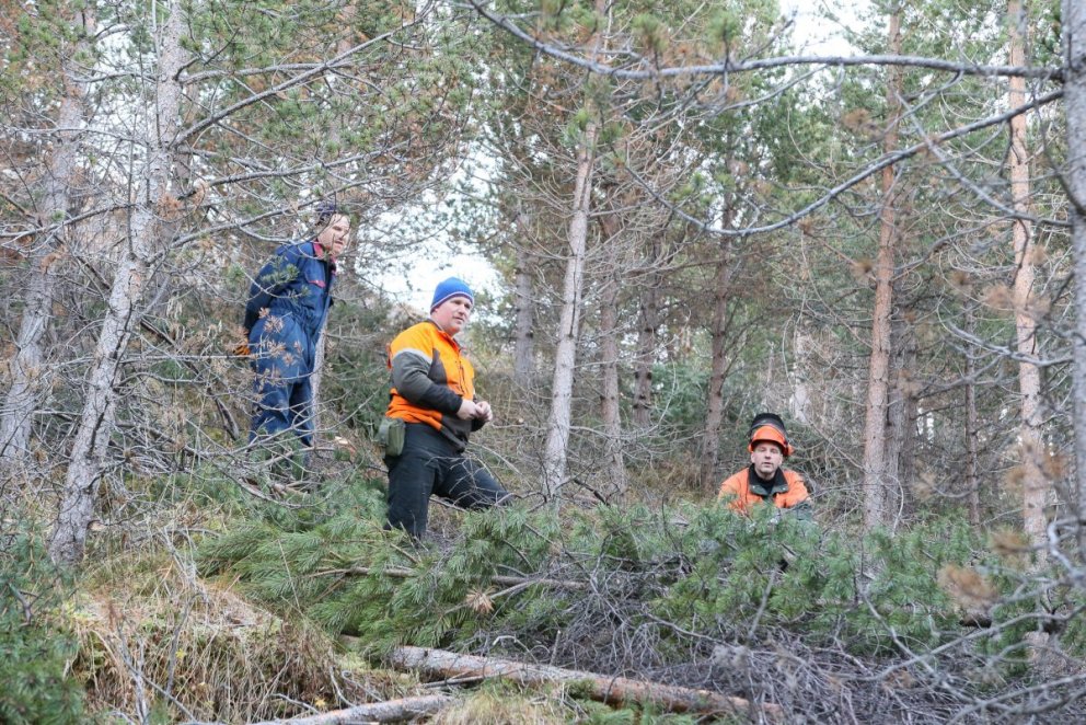 Die Waldkiefer auf Väglum Þelamörk, die aus Mæri und Raumsdal in Norwegen stammt und 1986 gepflanzt wurde, ist ganz...