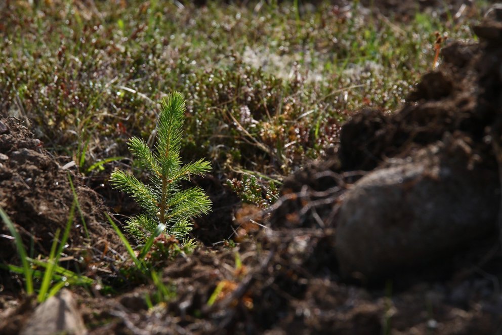 Neu gepflanzter Waldsetzling.  Foto: Pétur Halldórsson