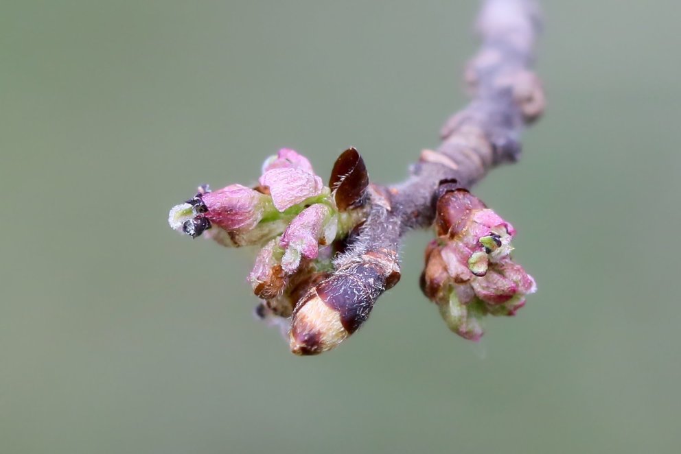 Ein Trieb einer Ulme, der im Frühjahr zu blättern beginnt.  Foto von Pétur Halldórsson