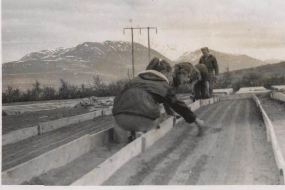 Baumsamen, die um 1960 im Gróðrarstöðin in Kjarna in Karma gesät wurden. Foto aus der Sammlung des Forstvereins Eyfirðinga.