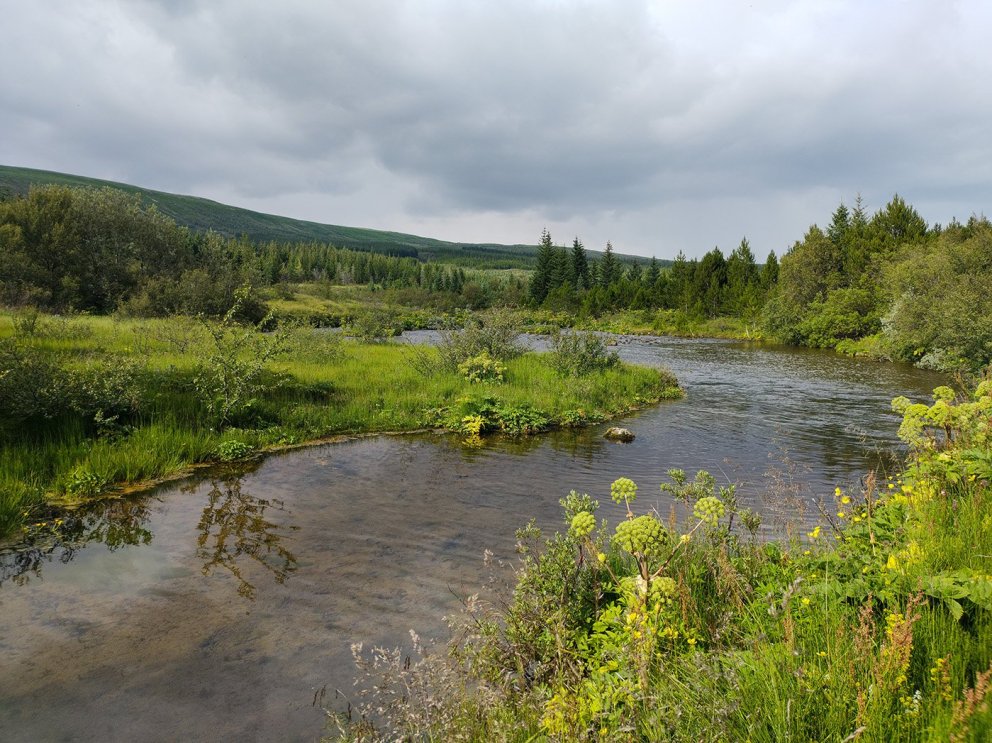 Bei Beiná in Haukadalskógi.  Foto: Pétur Halldórsson